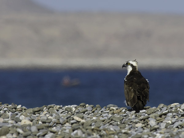 Sääksi, Osprey, Pandion haliaetus